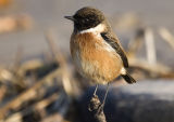 Stonechat 